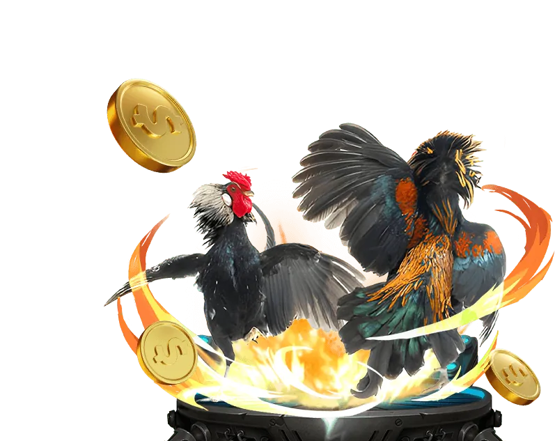 Đá gà cựa sắt với những chiến kê dũng mãnh