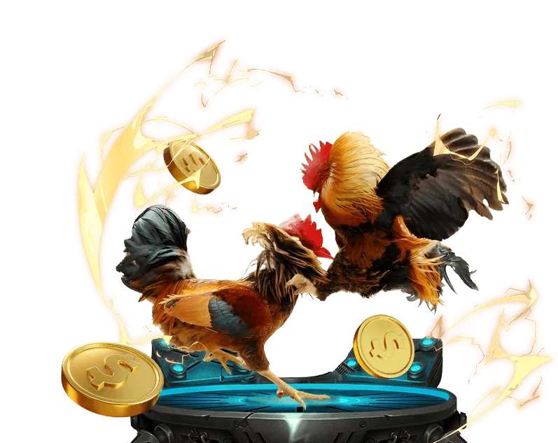 Đá gà Mỹ với giống gà chiến chất lượng